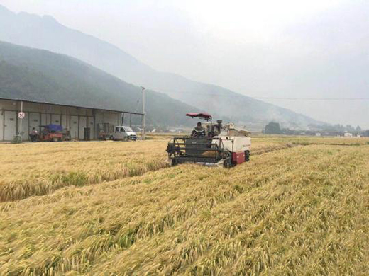 �������������ήa(ch��n)�ل�(chu��ng)�Ї���߼o(j��)䛣����a(ch��n)627.5ǧ��