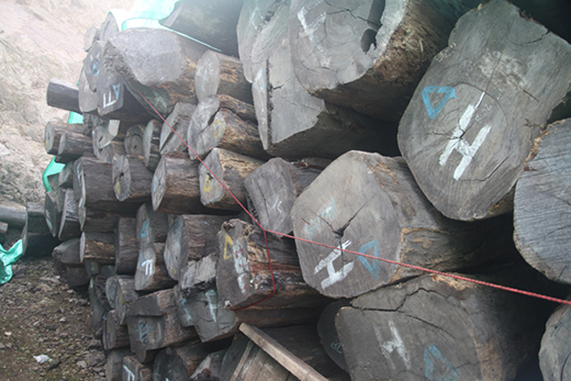 ����ף�R��ɭ�tľ�s�@��2019�tľ�Ҿ�ʮ���ܚgӭƷ�ơ������(xi��ng)�s�u(y��)