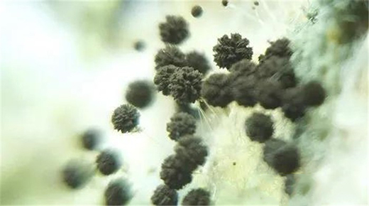 ��Ϳؐ���۾��п����־�����������Ч���ͽ����Ⱦ����