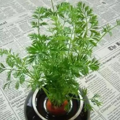 TCL�A�����������N��һƬ��G��׌����͹����������C(j��)