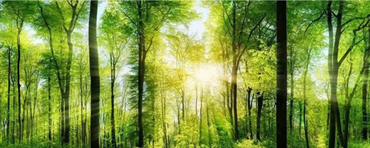 TCL�A�����������N��һƬ��G��׌����͹����������C(j��)