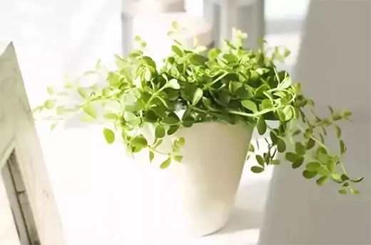 ���˾�ȫ�X�Ҿӡ����X��ľ�����h(yu��n)�x��ȩ����������!