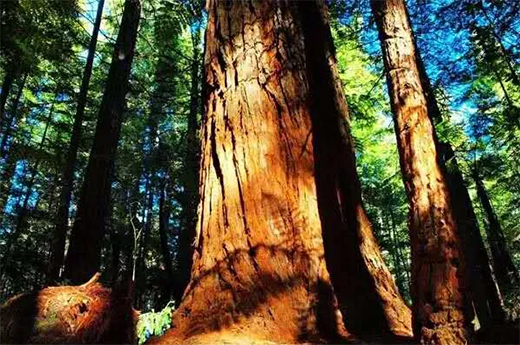 ���黨���ܴ��J�����ɞ�tľ��ġ����F��!