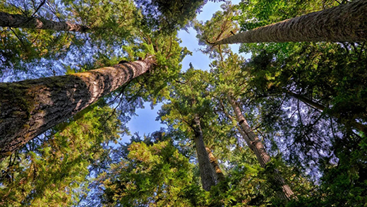 �ϳ��ذ壺��4K�Ƽ� �QҊ(ji��n)ԭľ֮��