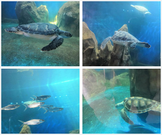 ��ͬ��ͬ�������ڹ��A�� ��������ˇ�g(sh��)Ϳ�ψF(tu��n)�����ʻ��