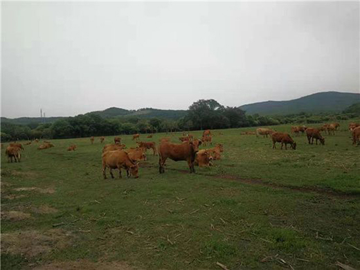 ����ţ�����Sţ�� ���콡���ʳ���L(f��ng)��