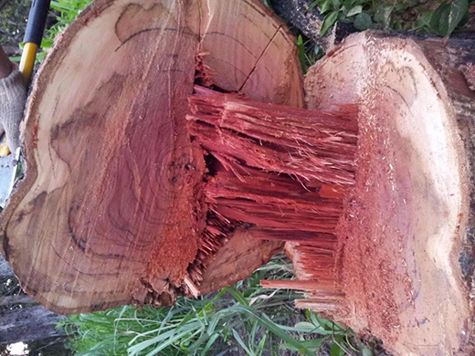 ��t��֦�Ҿ������M(j��n)�롰���ƻ����r(sh��)��